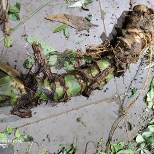 新鲜簕茨菇 水刺芋 刺芋纯根500g包邮