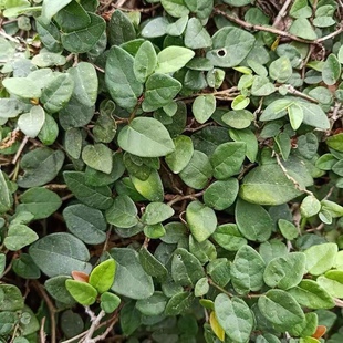 新鲜田螺盖 香味络石藤 石薜荔藤 悬石藤 藤叶500g包邮