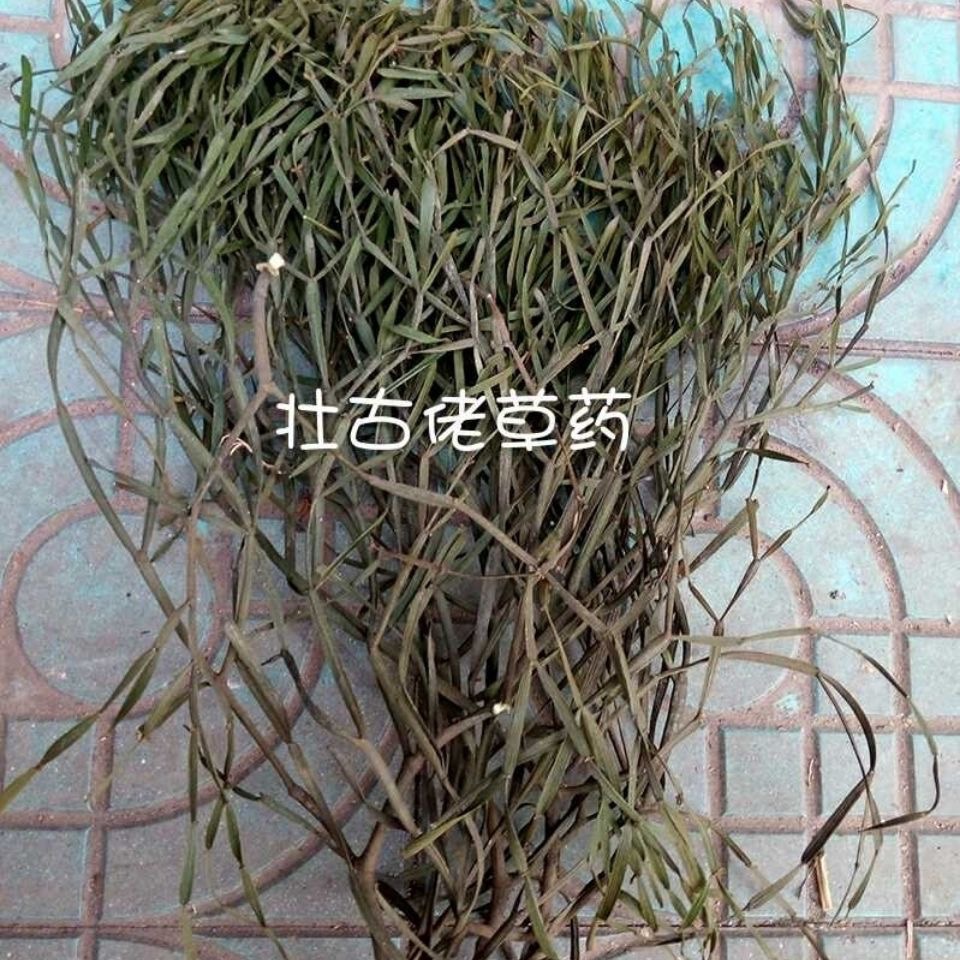 天然枫树寄生 桑寄生枝 路路通寄生 螃蟹夹 枫香树寄生 干货500g