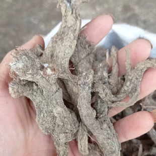 天然虎掌草 草玉梅 见风青 狗脚迹 瞌睡花 纯根干货500g包邮