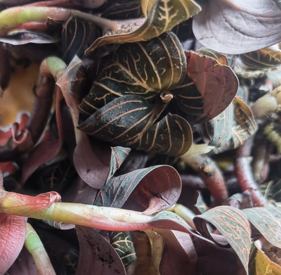 新鲜石面莲 石上藕 公石松 石蚕 真金草 血叶兰 多线尖叶500g包邮