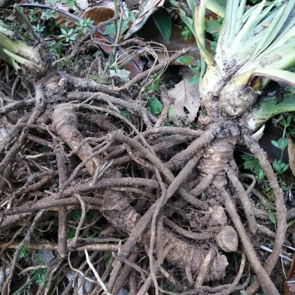 新鲜天然开喉剑根 万年青 千年蒀九节莲冬不凋 铁扁担根 全草500g