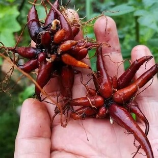 新鲜红禾麻根 红活麻根 小红麻蟹子草红火麻 红藿麻 纯根干货500g