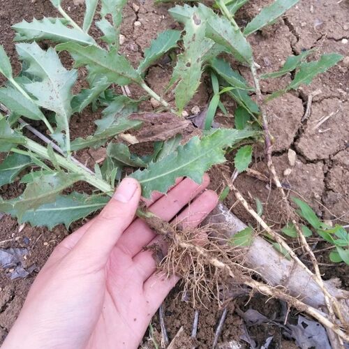 新鲜小蓟草 刺儿菜 刺角芽 野刺菜根 全草带根 500g包邮