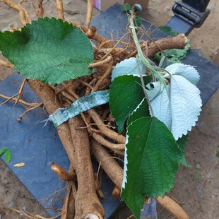 新鲜苎麻根 鲜活苎麻根 苎麻叶子 野麻 青麻根 白麻根 纯根500g