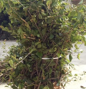 新鲜漆树寄生 漆木寄生茶 枝叶500g包邮