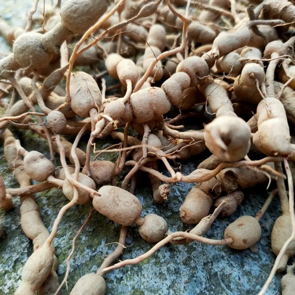 新鲜天然青草老虎刺虎刺根老鼠刺小叶刺风根绣花针白凤珠纯根500g