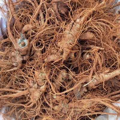 新鲜云南文山正品活三七 湿田七 生三七 整根500g包邮