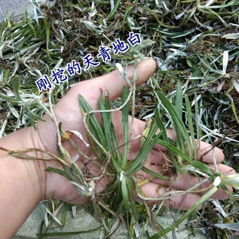 新鲜天青地白草 翻白草 上青下