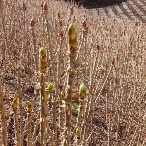 新鲜 刺春头 刺老芽 刺嫩芽 刺老苞 刺龙头苗