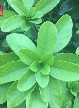新鲜牛耳枫 猪肚木 老虎耳 南岭虎楠 山羊屎 枝叶500g 包邮