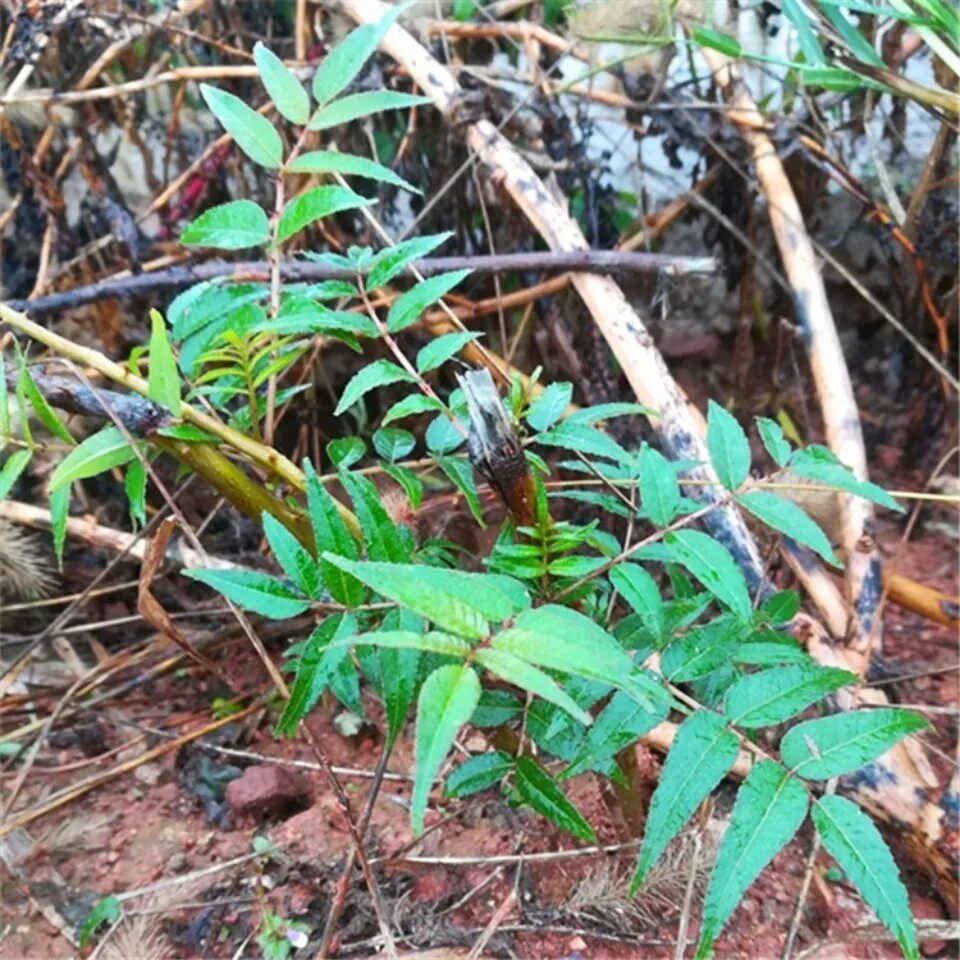 新鲜食茱萸苗 樗叶花椒苗满天星刺椒苗越椒苗 浓香型树苗一株图片