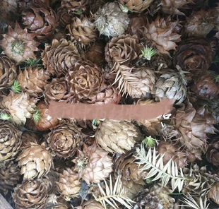 天然杉树果 杉果 杉树枝果 果实干货500g包邮