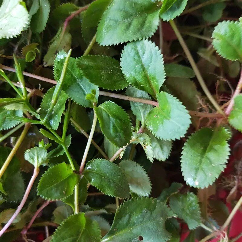 新鲜天然旱田草 锯齿草 小号虎舌癀 锯镰草 鸭嘴癀 全草500g包邮