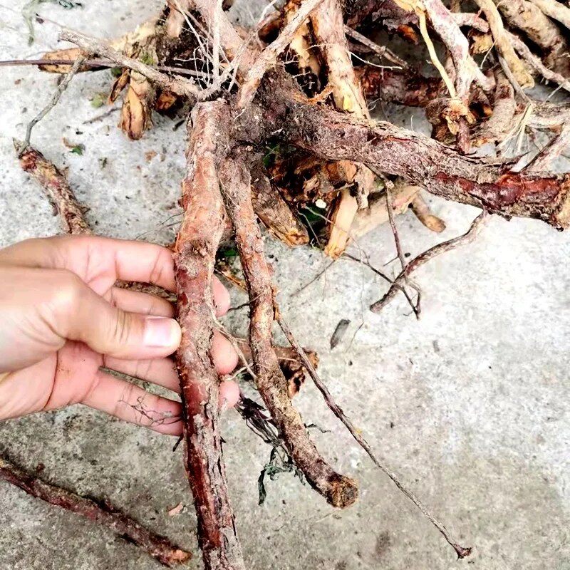 新鲜刺梨根 茨藜子根 茨藜树根 刺莓果 刺菠萝刺酸梨树根纯根500g