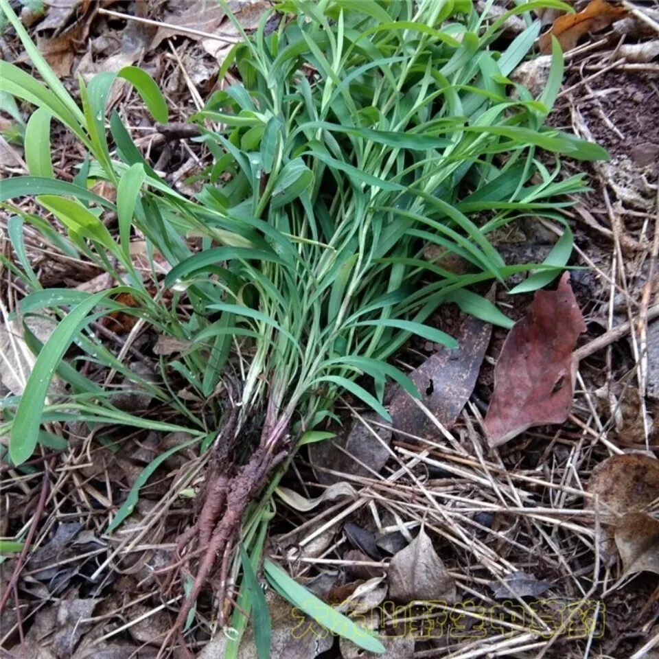 新鲜南柴胡 软柴胡 香柴胡 地熏山菜菇草柴草全草500g包邮