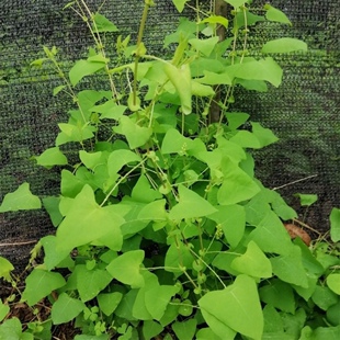 新鲜杠板归 老虎脷 河白草 蛇倒退 蛇不过 梨头刺 500g包邮