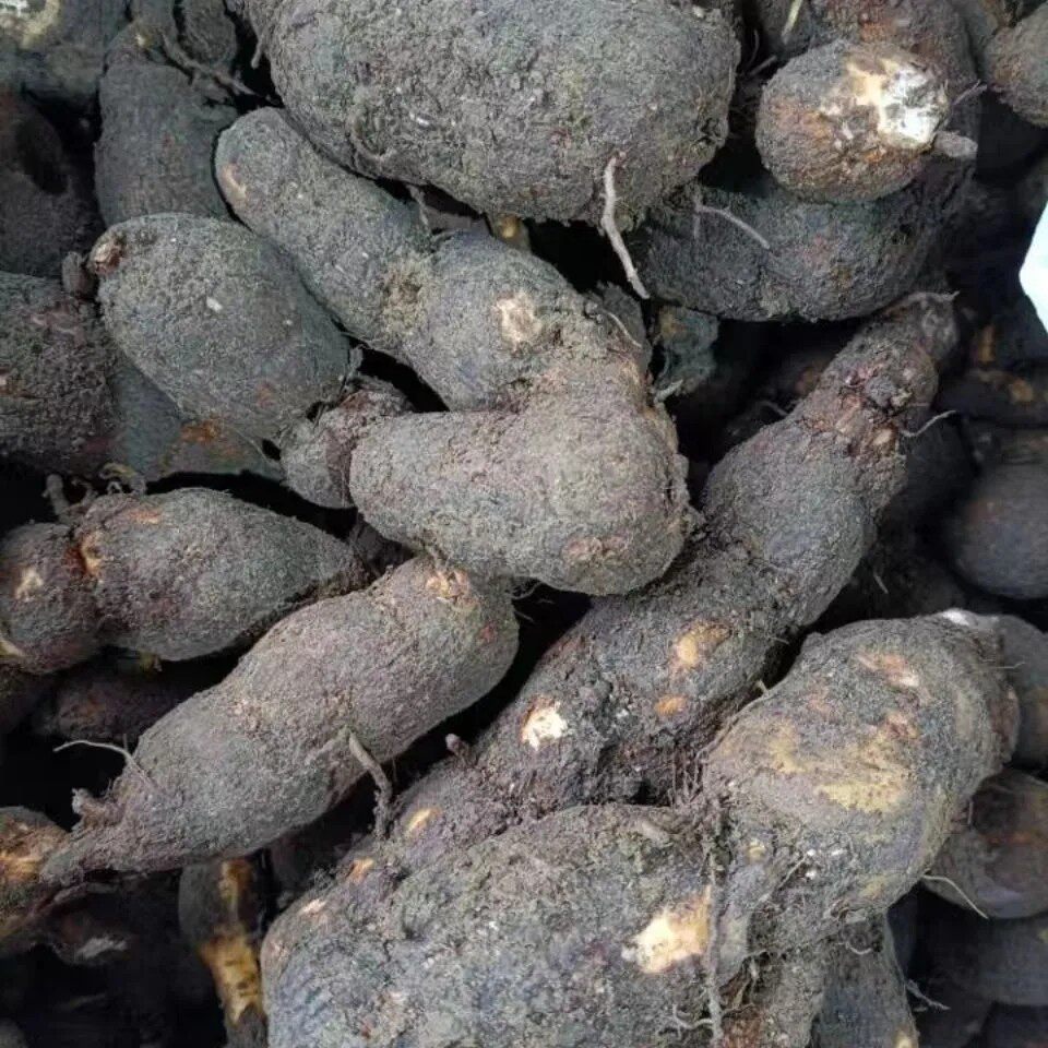 新鲜粉藤蛋粉藤薯粉藤头粉藤旦白粉藤夜牵牛独脚乌桕青龙跌打500g