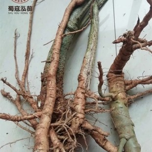 新鲜金花葵根 鲜活金花葵根 鲜漏芦花根 鲜菜芙蓉根 鲜黄蜀葵花根
