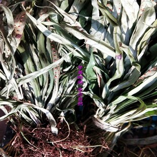 天然七星草 瓦韦 骨牌草 七星剑 细大金刀 千只眼 泡泡草干货500g