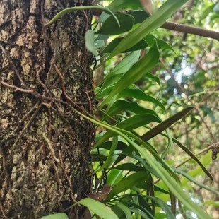新鲜龙眼树寄生茶 湿桂圆树寄生茶 生龙眼寄生茶 上木蛇 树苇500g