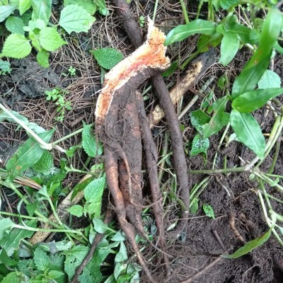 新鲜红藿麻根 活麻咬人草蜇人草 红荨麻草纯根500g包邮