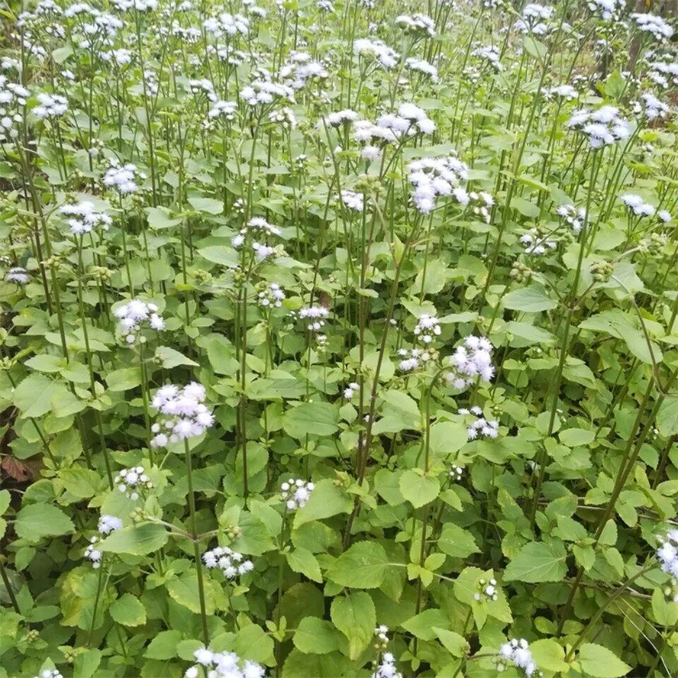 新鲜白花臭草 胜红蓟 咸虾花 脓泡草 霍香蓟全草500g包邮
