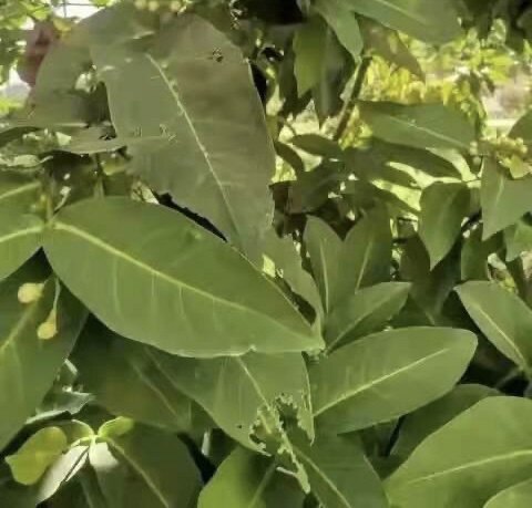 新鲜莲雾无花果枝叶 500g包