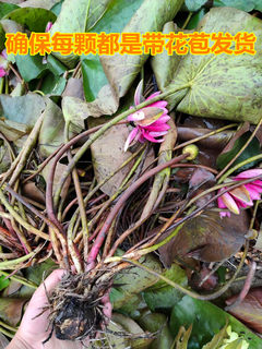 池塘水池大睡莲花水培植物四季水养带芽荷花盆栽睡莲根块茎带花苞