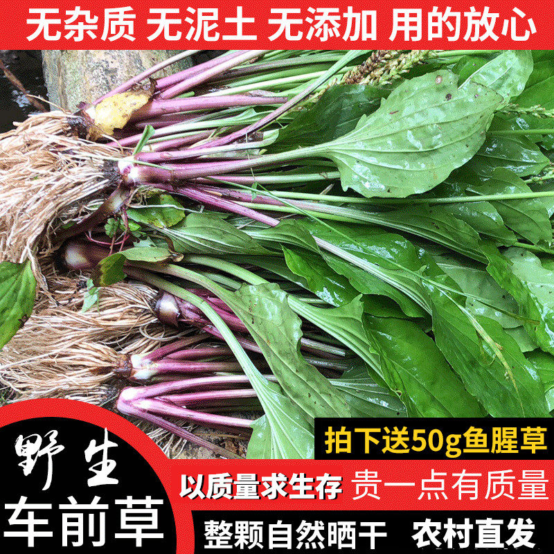 车前草 野生新鲜去湿排酸车前草干货500g整颗包邮清火凉泡利尿茶在类目 传统滋补营养品, 药食同源食品, 其他药食同源食品中 - 来自Buy2taobao.com提供专业的淘宝代购服务