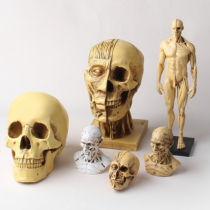 米隆树脂模型半身肌肉头像 肌肉男头骨 漫画模型手办素描教具