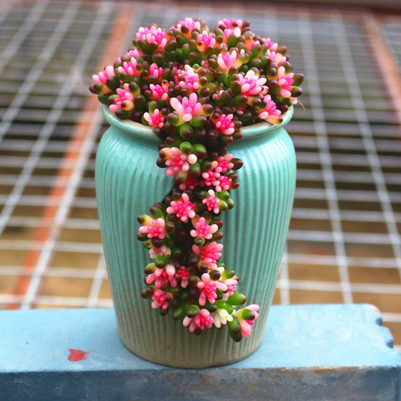 云南花卉高端稀有品种红心浆果锦绿植多肉植物室内阳台防辐射盆栽