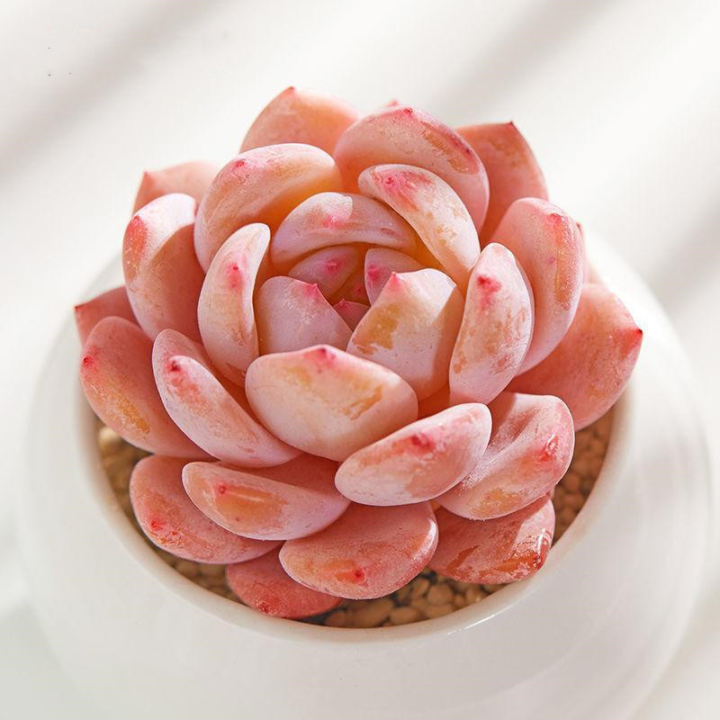 阳台好养防辐射多肉植物盆栽美观