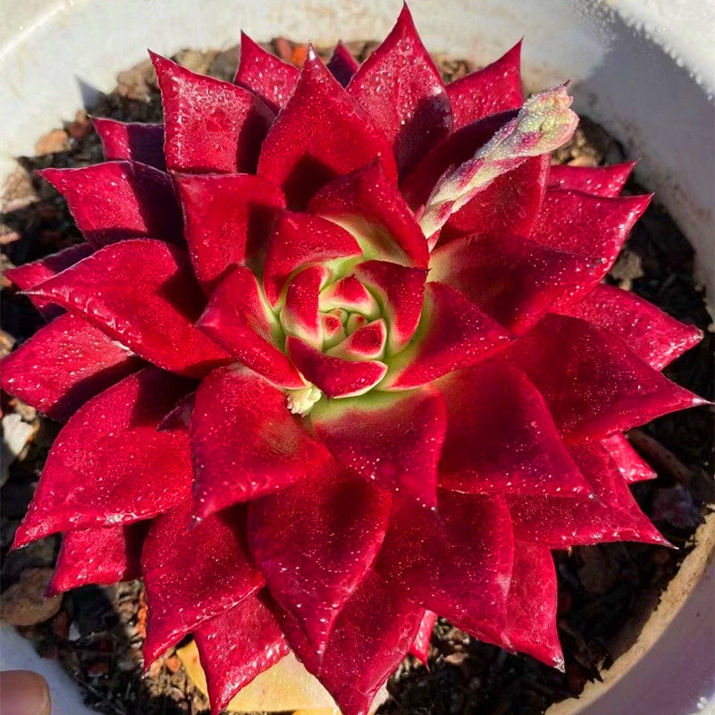 多肉植物卡宴罗宾多肉植物稀有罕见品种带盆栽好防辐射室内花卉