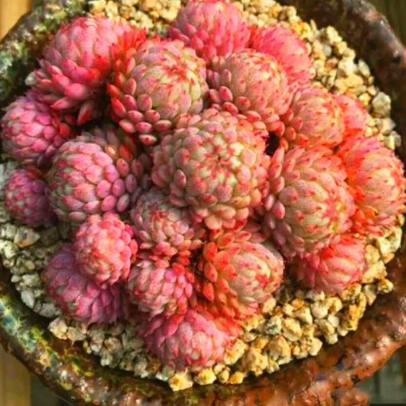 超大好养云南精品高级多肉植物莲花仙子室内阳台防辐射盆栽绿植花