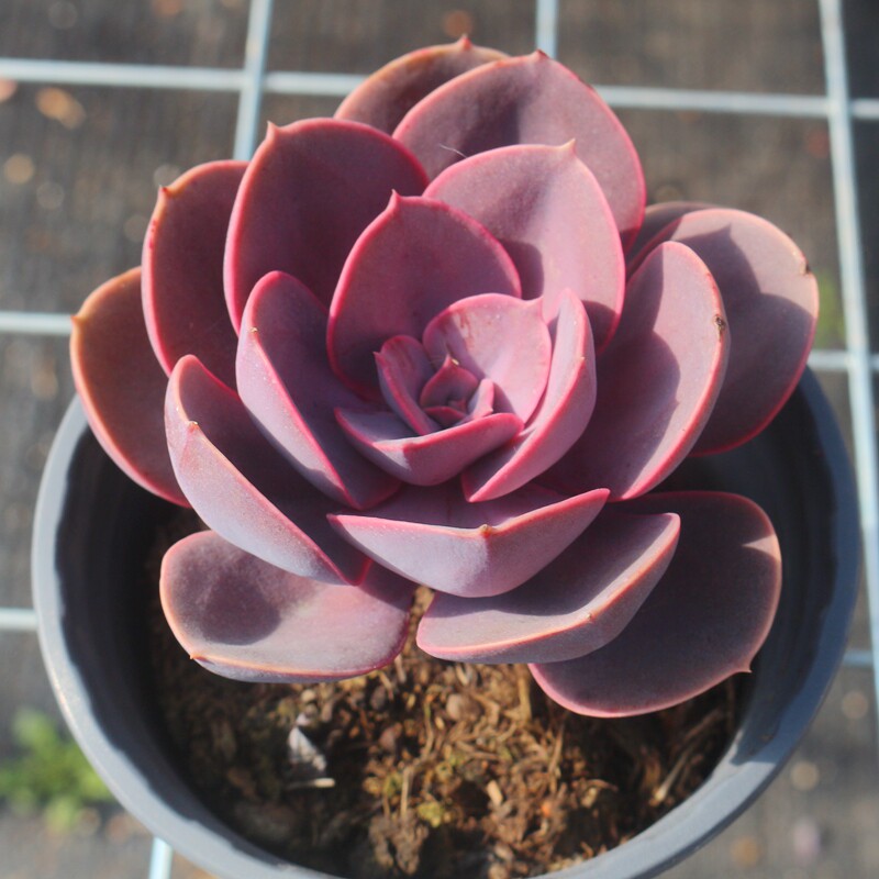 纽伦堡珍珠紫丁香多肉植物稀有品种办公室防辐射盆栽精品绿植花卉