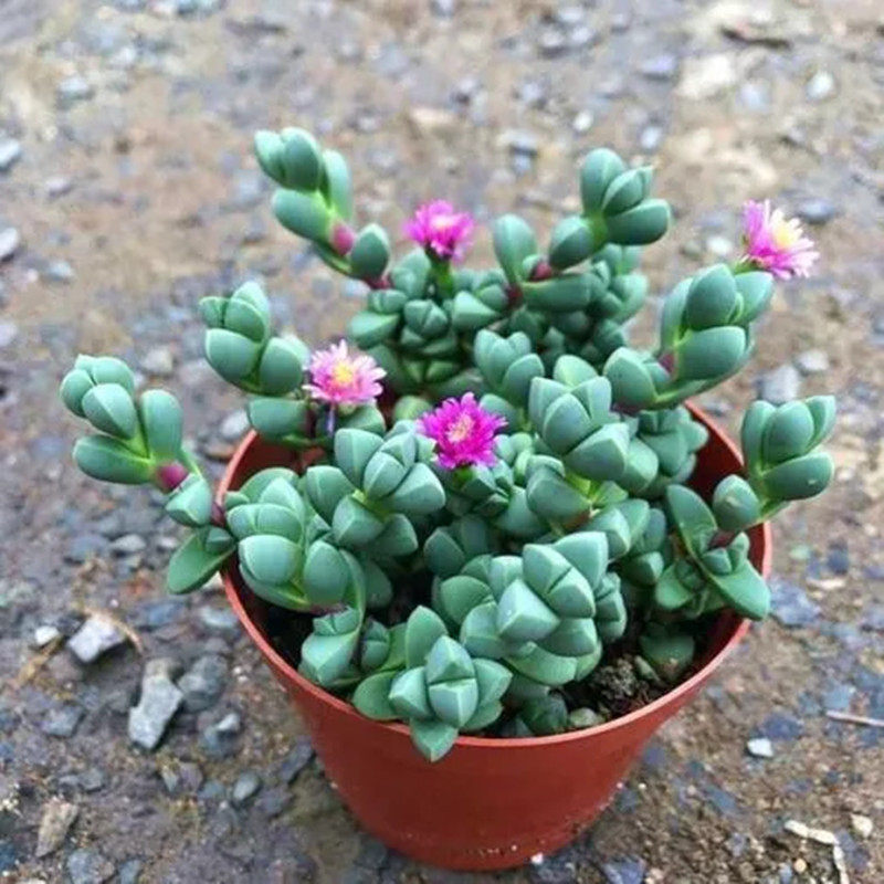 鹿角海棠开花多肉植物稀有品种室内阳台组合盆栽美观绿植庭院花卉