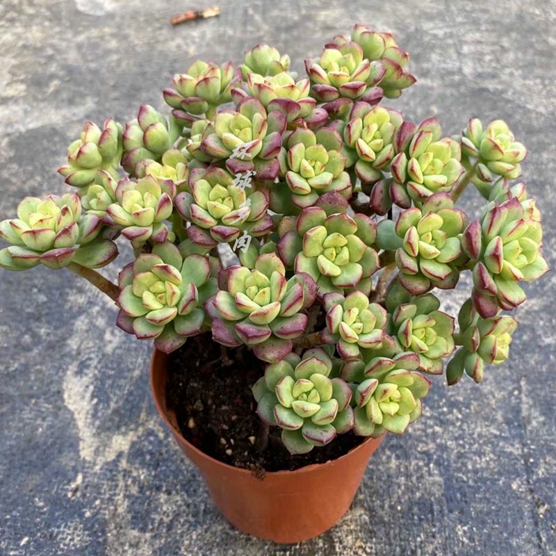 多肉植物探戈超大老桩稀有品种室内组合盆栽防辐射景观绿植盆栽花