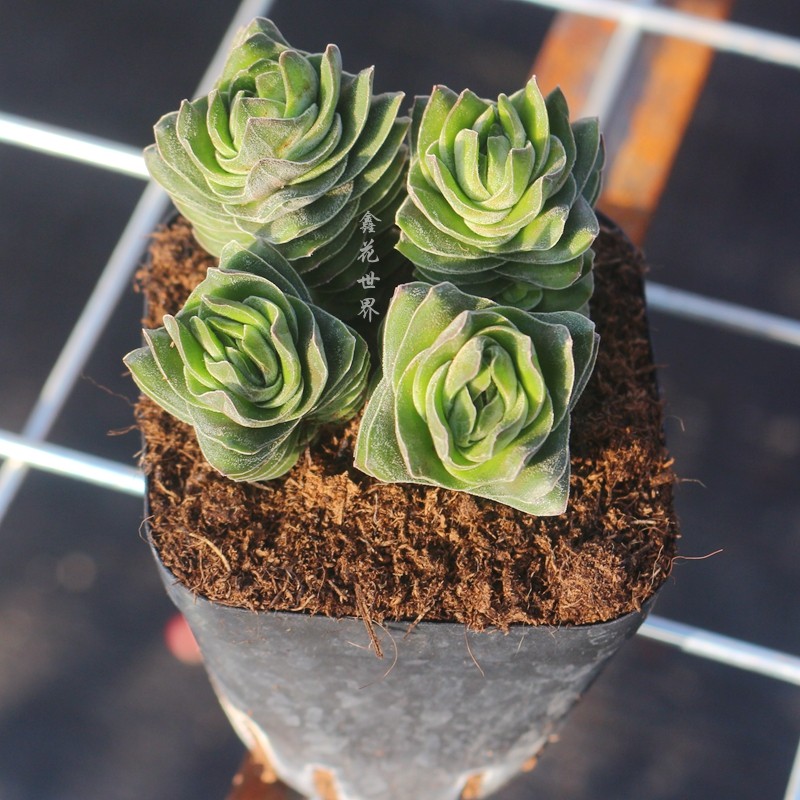 群生方塔植物花多肉室内阳台防辐射绿植高端盆栽稀有罕见盆栽景观