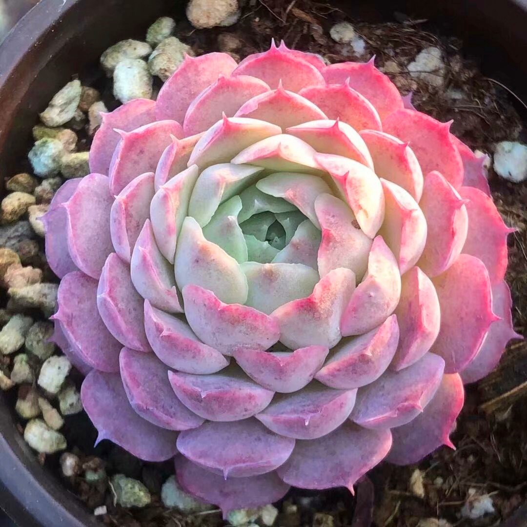 西府海棠多肉植物稀有品种办公室桌面小盆栽防辐射花卉带盆栽好肉