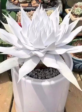 云南阳台多肉植物防辐射简单好养