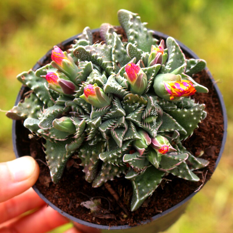 狂澜怒涛带瘤子开花多肉植物稀有品种室内防辐射精品花卉盆栽绿植