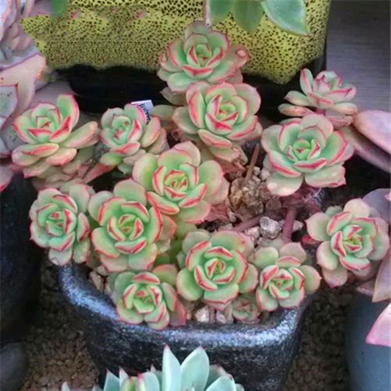 克罗蒂亚老桩多肉植物稀有品种办公室阳台美观防辐射花卉盆栽绿植