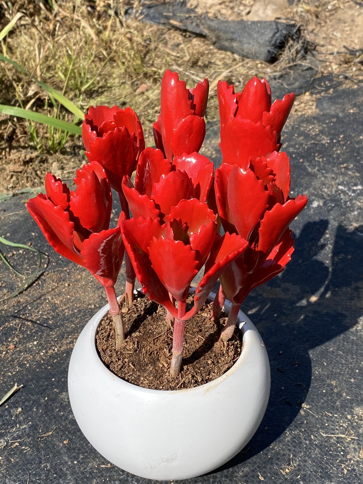 血色朱莲老桩多株多肉植物稀有品种容易爆盆庭院阳台吸甲醛盆栽花