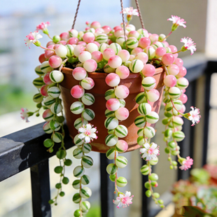 好养活客厅趣味绿植 多肉植物吊兰白纹佛珠锦盆栽室内阳台美观四季
