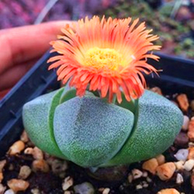 帝玉多肉植物带花香味室内绿植防辐射精品带盆栽好稀有品种盆景