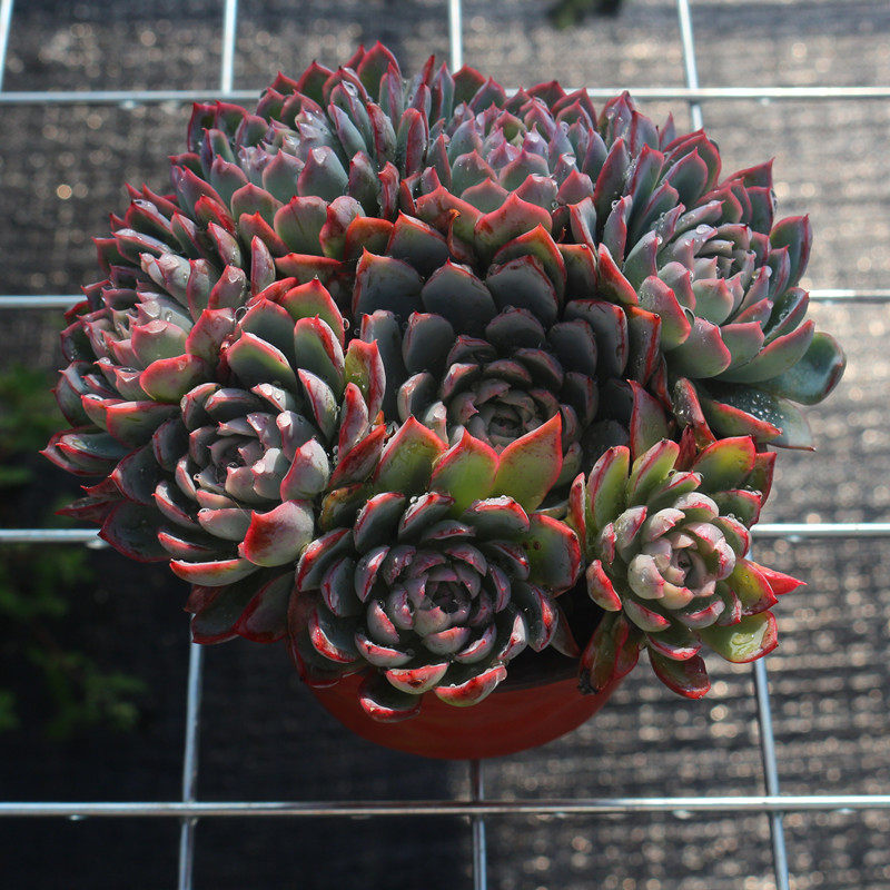 紫罗兰群生多肉植物精品高档室内组合防辐射绿植花卉盆栽稀有品种