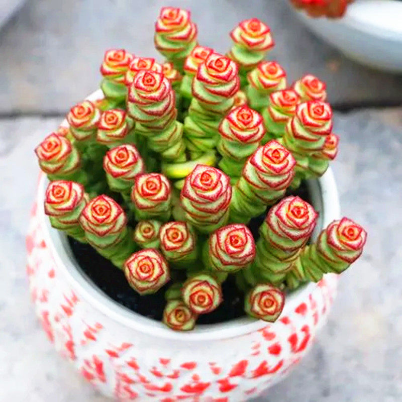 巨大型钱串子精品多肉植物花室内高端盆景防辐射绿植特价新品含盆