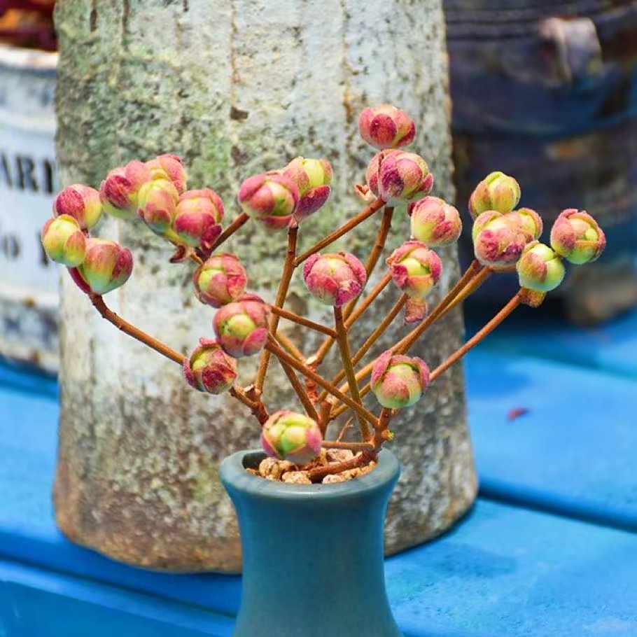 橄榄球玫瑰老桩稀有阳台绿植花卉