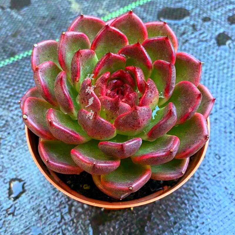 黑水晶玫瑰多肉植物稀有品种室内景观绿植防辐射精品花卉绿植盆栽